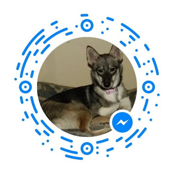 reddog241